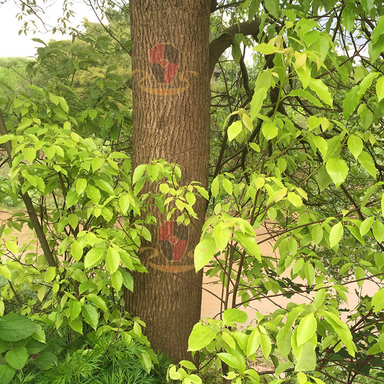 1453186099139061.jpg IMG_0465.jpg