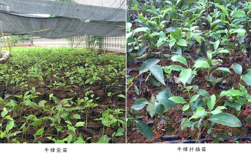 牛樟袋苗.JPG