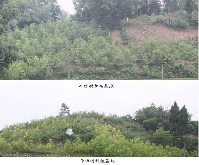 种植基地.jpg