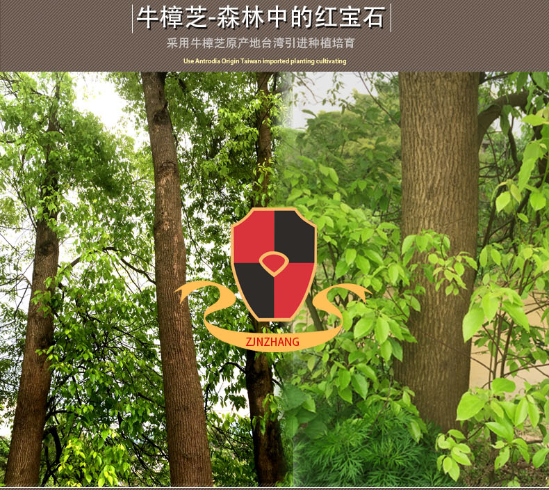 1499425473828017.jpg 牛樟树.jpg