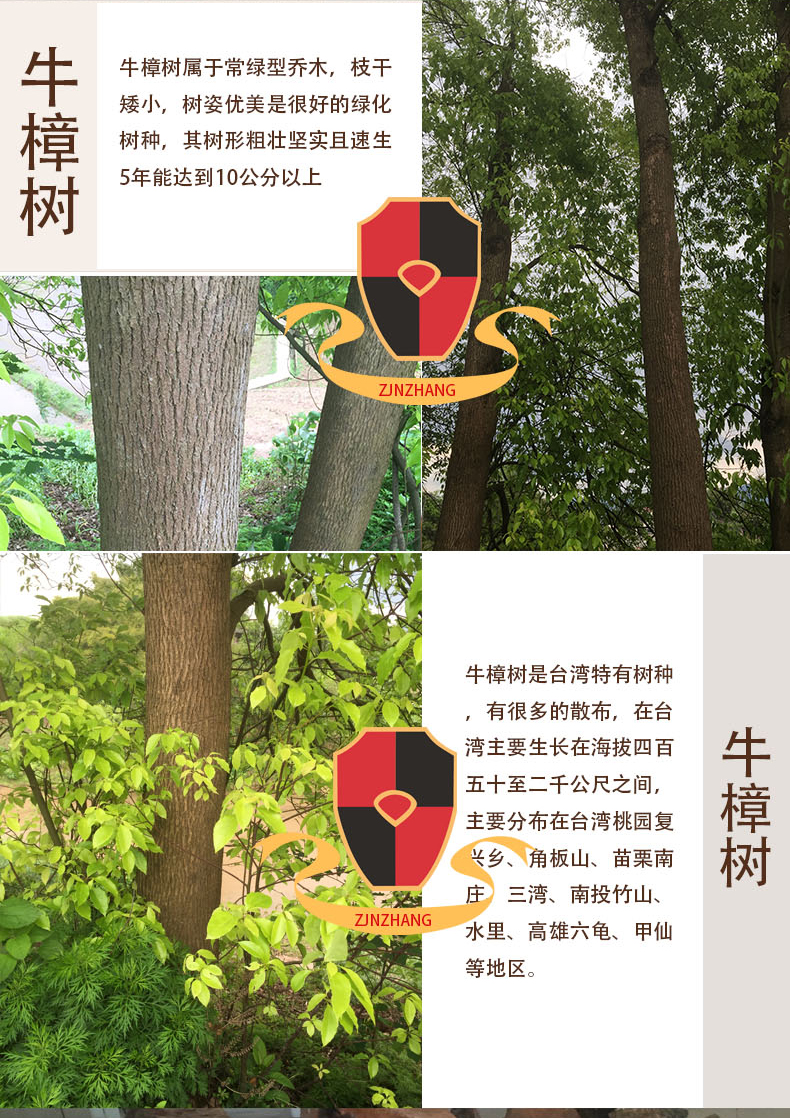 1499425505993001.jpg 牛樟树2.jpg